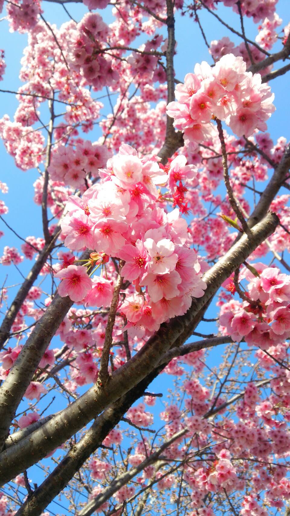 長生きな桜。
