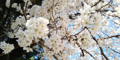 毎年恒例、白山小の桜。