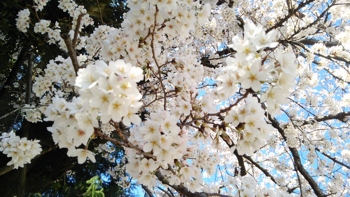 毎年恒例、白山小の桜。