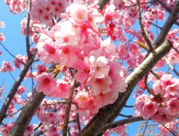 長生きな桜。